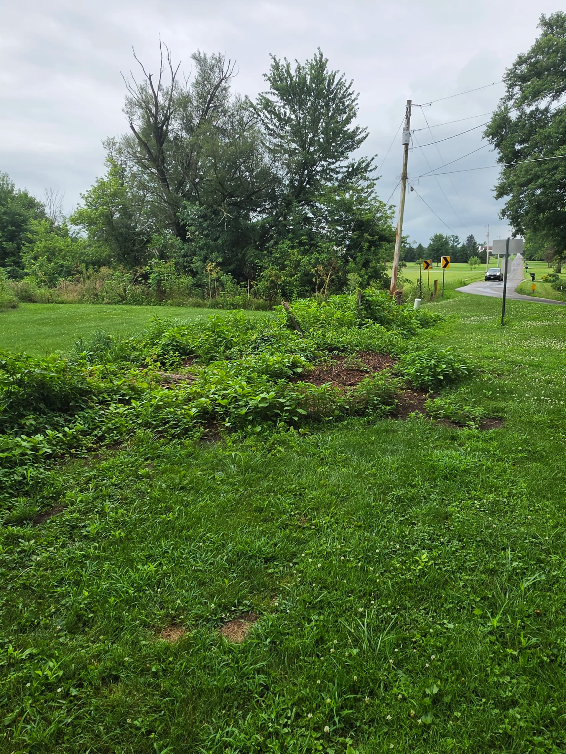 Gallery photos for Overgrown Shrub Removal and Low-Maintenance Landscape Install: Image #6