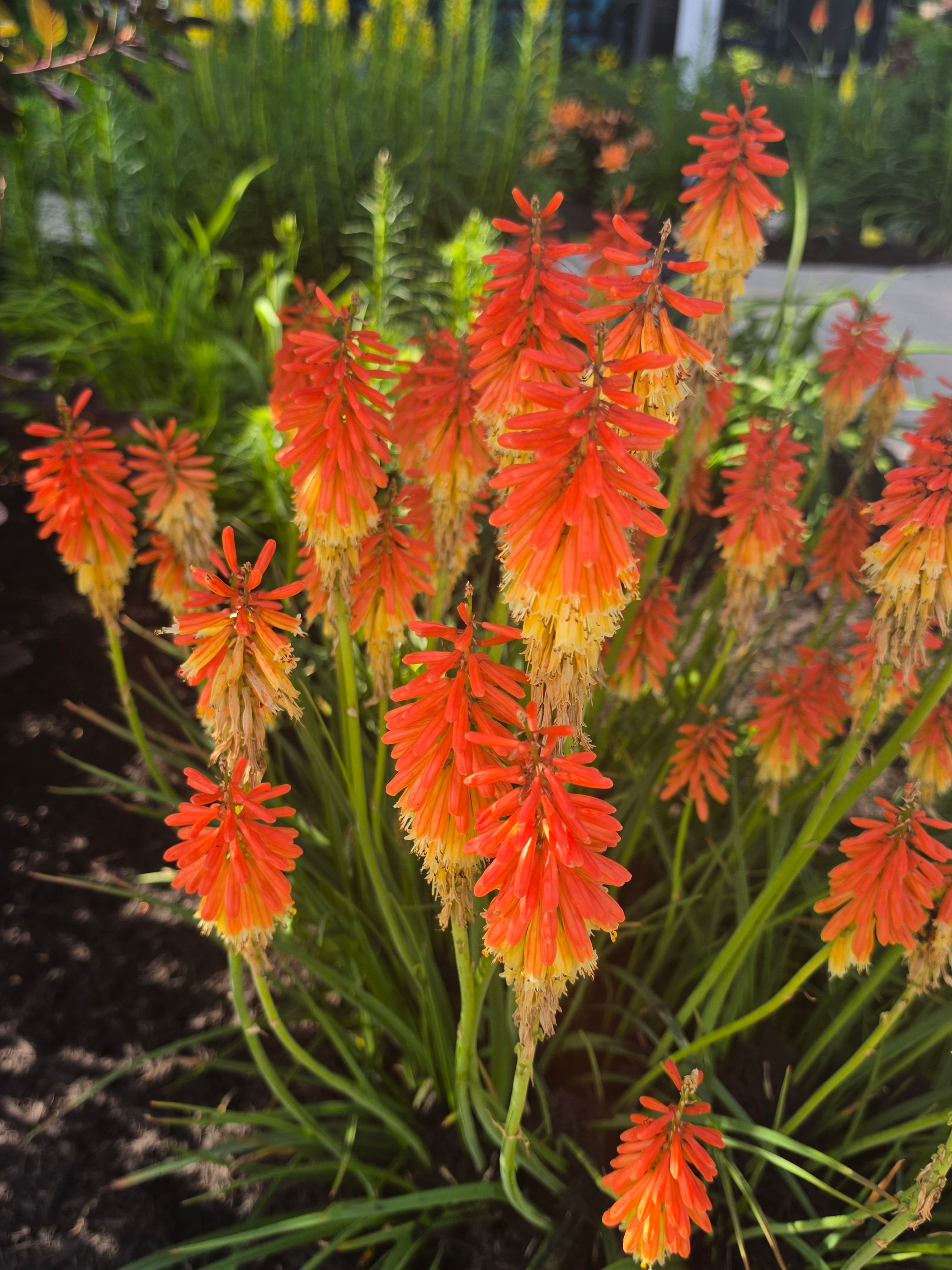 Project Fresh Mulch and Clean Beds Keep This Landscape Looking Sharp image
