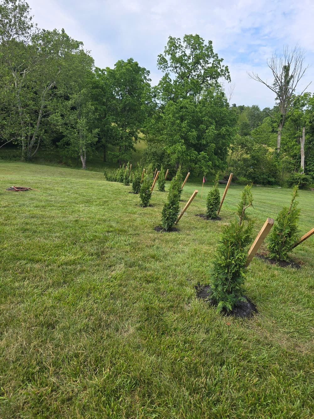 Row of newly planted trees in a grassy field with lush green background.
