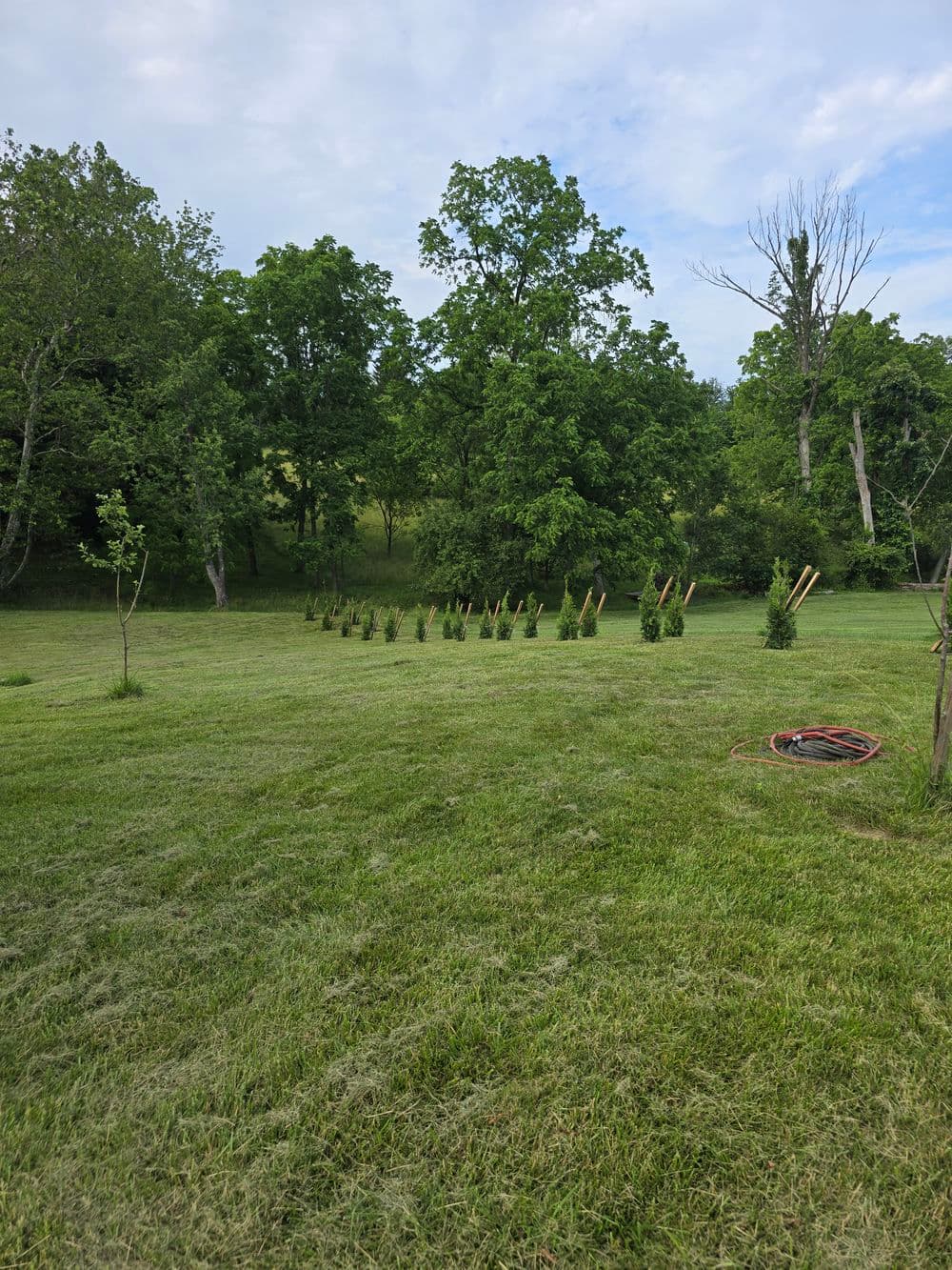 Newly planted rows of saplings in a lush green field under a blue sky.